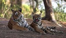Doi tigri