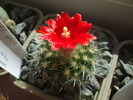 DSCF0456