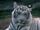 White_tiger