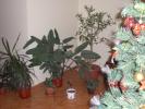 campina revelion 2009 030