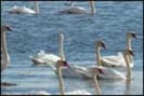 lebede_131_m
