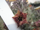 Huernia macrocarpa - 02.10