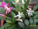 Schlumbergera Roz si Alba 1