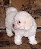 Bichon Bolognese