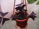oxalis