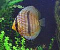 Symphysodon%20Discus%203