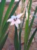 acidanthera