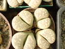 DSC01551