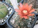 Gymnocalycium de la Gino - 14.07