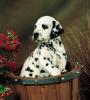 dalmatian%20(8)