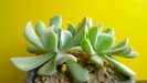 Echeveria runyonii cv. Topsy Turvy