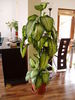 dieffenbachia
