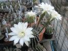 alta serie de flori ( 4 ) la Echinopsis