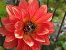 Dalie (Bakker) 17 iul 2009