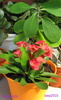euphorbia milli rosie