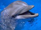 Delfin 1