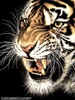 Tigar