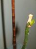 Phalenopsis-mugure