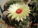 Coryphantha unicornis - floare