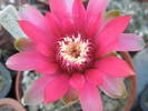 Gymnocalycium baldianum - floare
