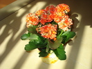 KALANCHOE SI RAZE DE SOARE..