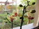 phalenopsis