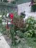 gladiola