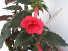 Achimenes Desiree 3