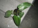 filodendron