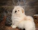 Chow_Chow_dog_wallpaper_85049afd