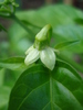 Habanero Peppers (2009, August 29)