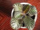 episcia Silver fog 1