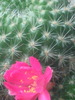 Rebutia aureiflora 'Kesselringiana' - August 2009
