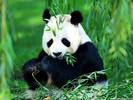 pandas03_1024x768