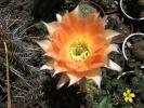 Lobivia aurea
