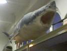 rechinul alb.muzeul grigore antipa,27-01-2008