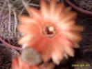 45-Chamaecereus hb