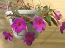Achimenes Pink Violet Down 1