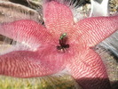 Stapelia flavirostris cu musca