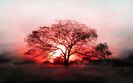 tree_sun