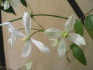 Clematita Armandii 11