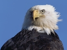 155