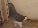 mascul 2005