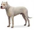 dogo_argentino