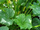 DOVLECII