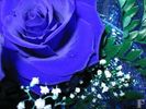 blue_rose_02