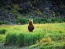 webshots311