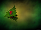 Christmas Wallpapers (407)