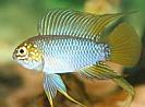 Apistogramma%20borelli