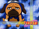 pakkun-naruto